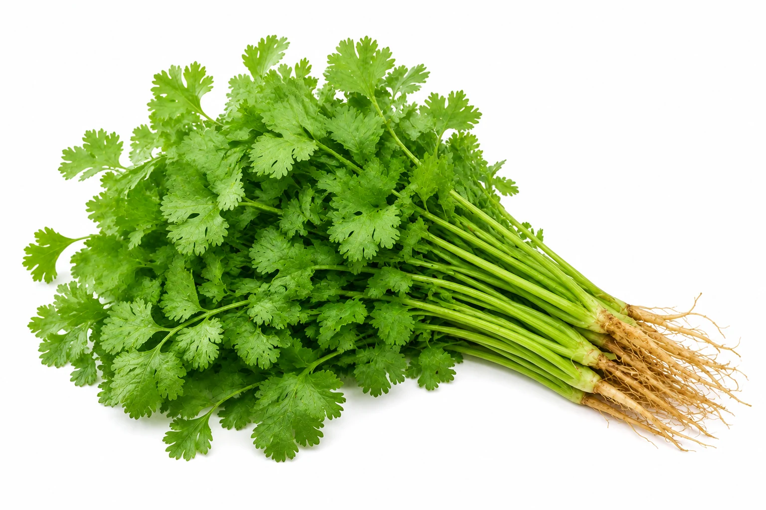 Coriander from Thailand